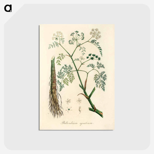 Phellandrium aguaticum Illustration
 - Medicinal Botany Postcard.