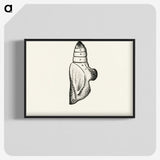 2-19_Moths-and-Butterflies-of-the-United-States_blk-crop