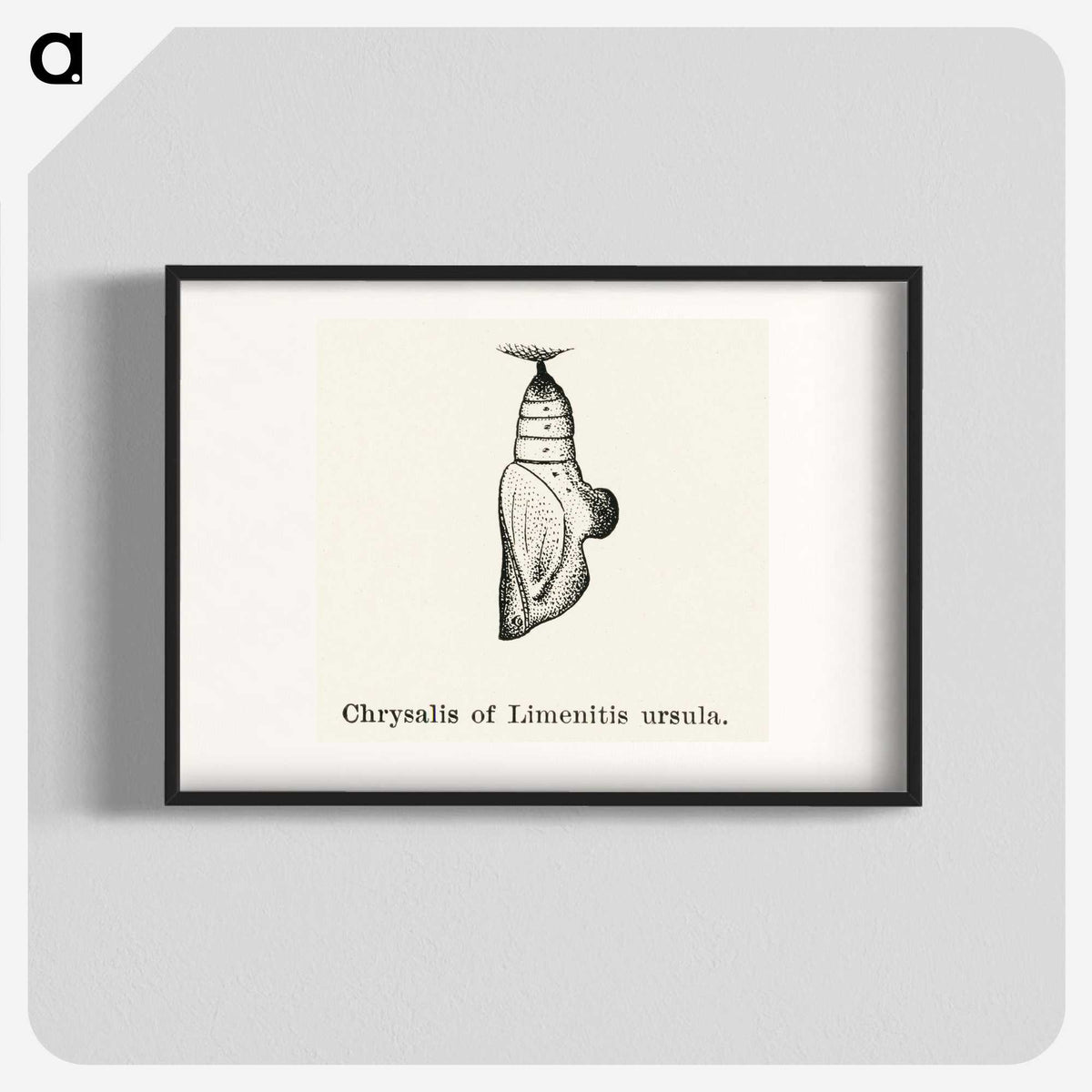 2-19_Moths-and-Butterflies-of-the-United-States_blk
