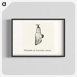 2-19_Moths-and-Butterflies-of-the-United-States_blk