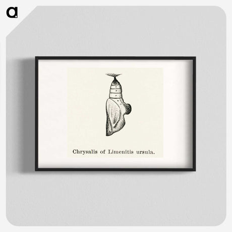 2-19_Moths-and-Butterflies-of-the-United-States_blk