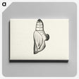 2-19_Moths-and-Butterflies-of-the-United-States_canvas