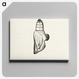 2-19_Moths-and-Butterflies-of-the-United-States_canvas