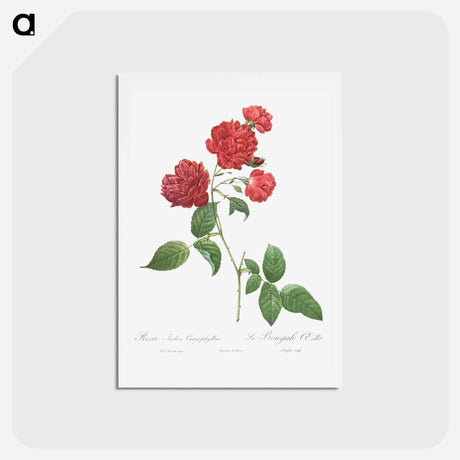アートポストカード-Red Cabbage Rose - ピエール ジョゼフ ルドゥーテ Postcard.