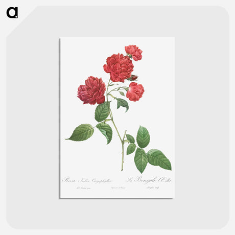アートポストカード-Red Cabbage Rose - ピエール ジョゼフ ルドゥーテ Postcard.
