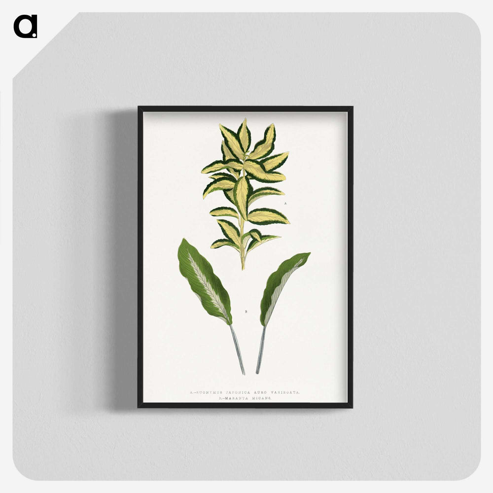 2-19_Plants-with-Colored-Foliage_blk-crop