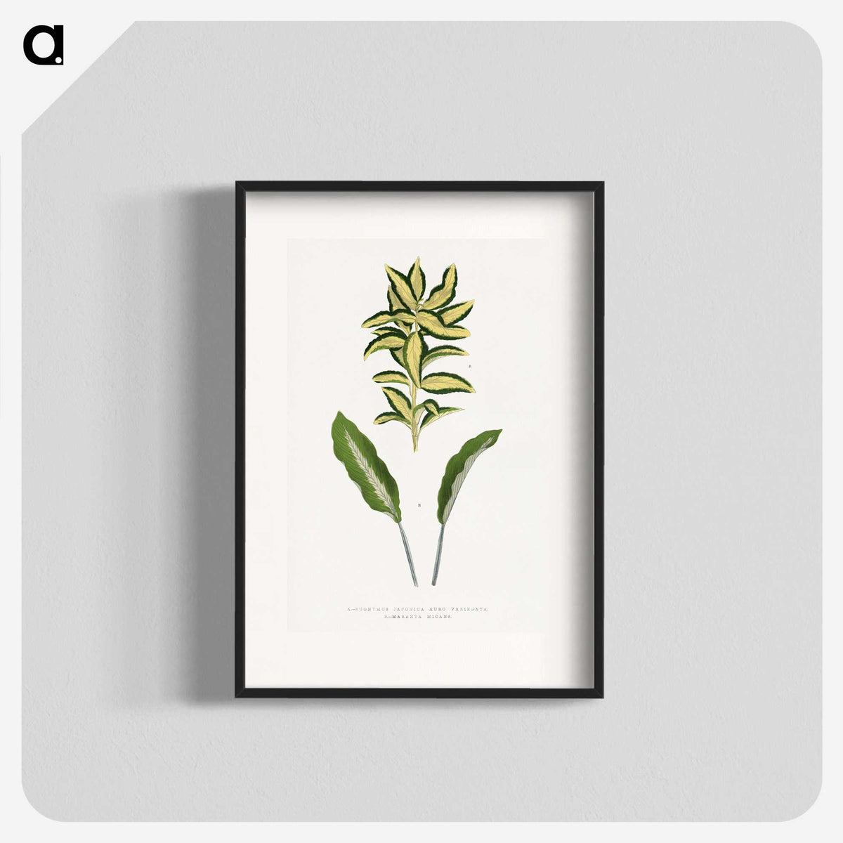 2-19_Plants-with-Colored-Foliage_blk