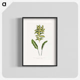 2-19_Plants-with-Colored-Foliage_blk