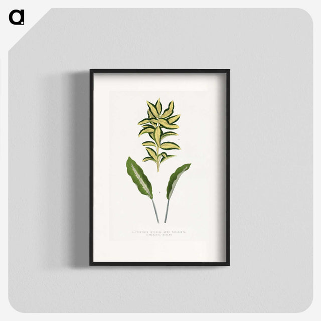 2-19_Plants-with-Colored-Foliage_blk