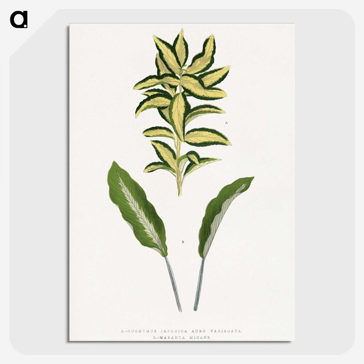 2-19_Plants-with-Colored-Foliage_picture-crop