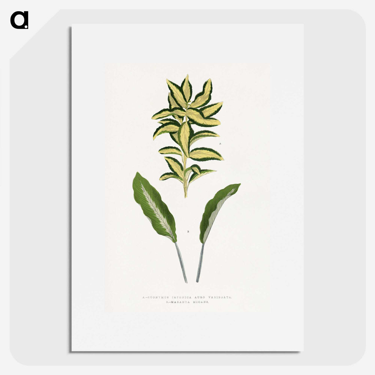 2-19_Plants-with-Colored-Foliage_picture