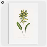 2-19_Plants-with-Colored-Foliage_picture