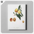 2-19_Pomona-Italiana_canvas