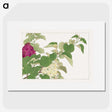 2-19_Seiyo-Soka-Zufu_picture