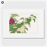 2-19_Seiyo-Soka-Zufu_picture