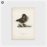 アートポストカード-Anas Crecca
 - スヴェンスカ フォグラル Postcard.