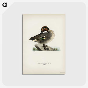 2-19_Svenska-Faglar_postcard