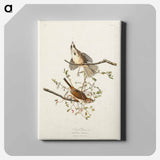 アートパネル-Song Sparrow from Birds of America
 - アメリカの鳥たち Canvas.