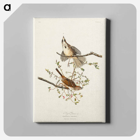 アートパネル-Song Sparrow from Birds of America
 - アメリカの鳥たち Canvas.
