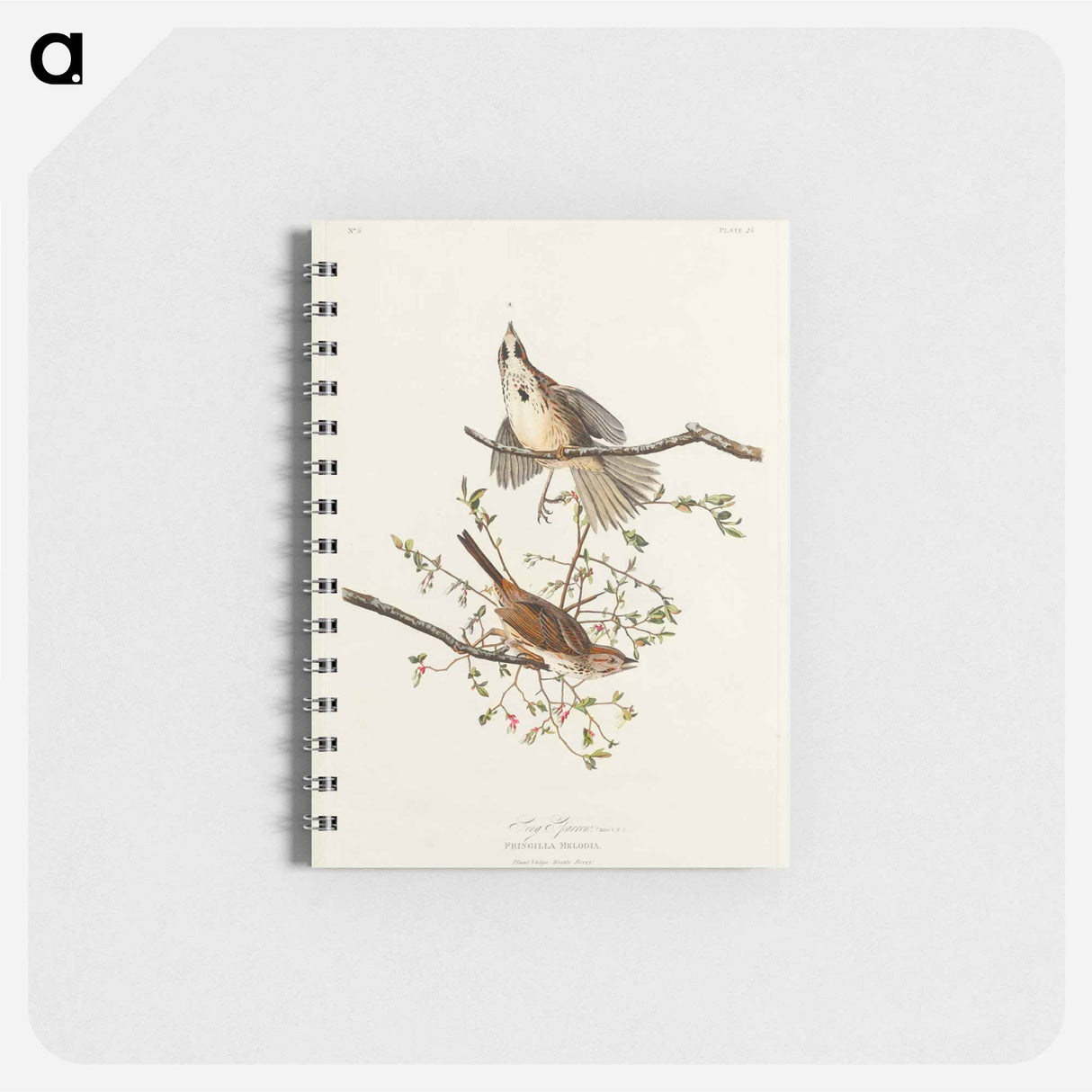 アートメモ帳-Song Sparrow from Birds of America
 - アメリカの鳥たち Memo.