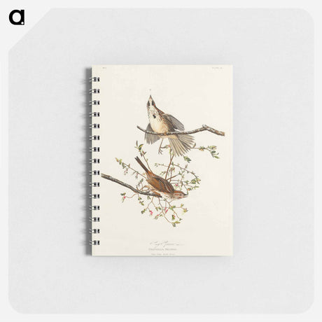 アートメモ帳-Song Sparrow from Birds of America
 - アメリカの鳥たち Memo.