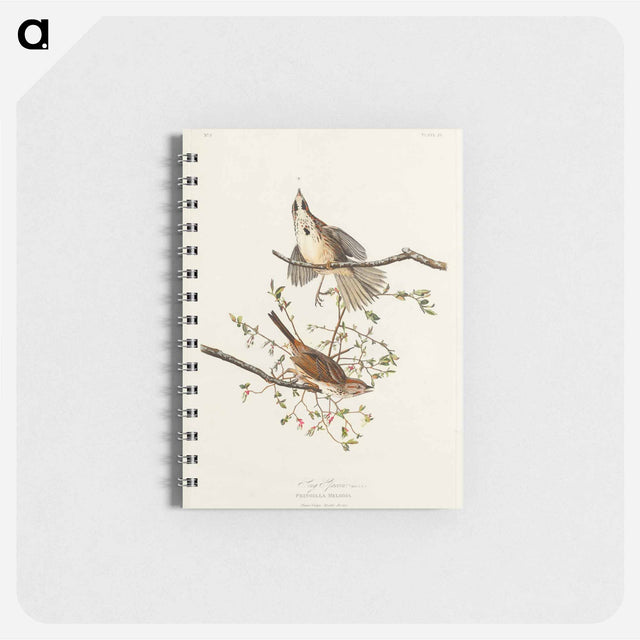 アートメモ帳-Song Sparrow from Birds of America
 - アメリカの鳥たち Memo.
