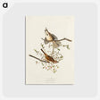 アートポストカード-Song Sparrow from Birds of America
 - アメリカの鳥たち Postcard.