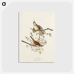 アートポストカード-Song Sparrow from Birds of America
 - アメリカの鳥たち Postcard.