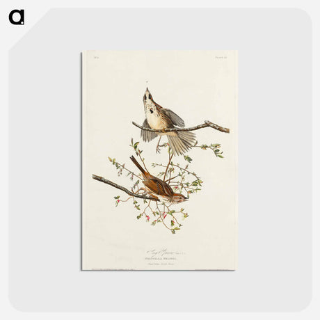 アートポストカード-Song Sparrow from Birds of America
 - アメリカの鳥たち Postcard.