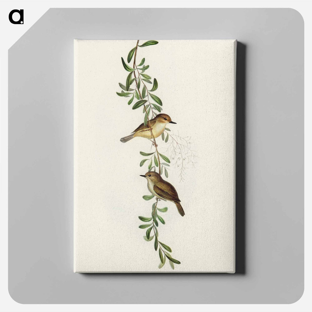 Large-billed Sericornis
 - オーストラリアの鳥 Canvas.