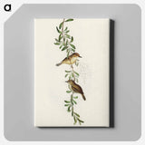 Large-billed Sericornis
 - オーストラリアの鳥 Canvas.