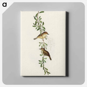 アートパネル-Large-billed Sericornis
 - オーストラリアの鳥 Canvas.
