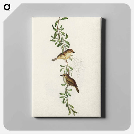 アートパネル-Large-billed Sericornis
 - オーストラリアの鳥 Canvas.