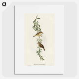 Large-billed Sericornis
 - オーストラリアの鳥 Poster.