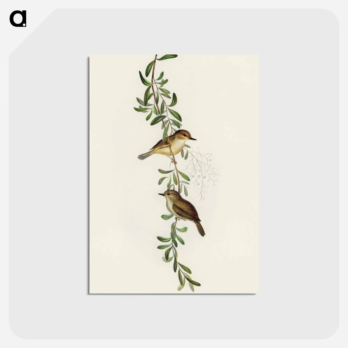 アートポストカード-Large-billed Sericornis
 - オーストラリアの鳥 Postcard.