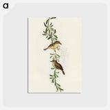 アートポストカード-Large-billed Sericornis
 - オーストラリアの鳥 Postcard.