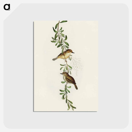 アートポストカード-Large-billed Sericornis
 - オーストラリアの鳥 Postcard.