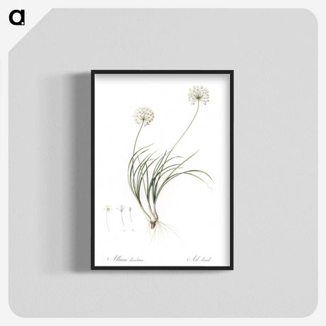 2-19_The-Lilies_blk-crop