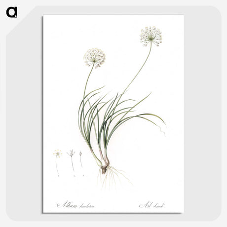 2-19_The-Lilies_picture-crop
