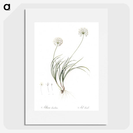 2-19_The-Lilies_picture