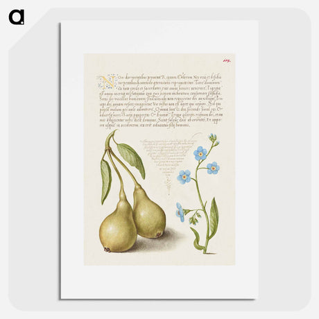 アートポスター-Pear and Creeping Forget Me Not
 - 書道のお手本 Poster.