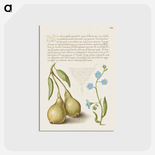 Pear and Creeping Forget Me Not
 - 書道のお手本 Postcard.