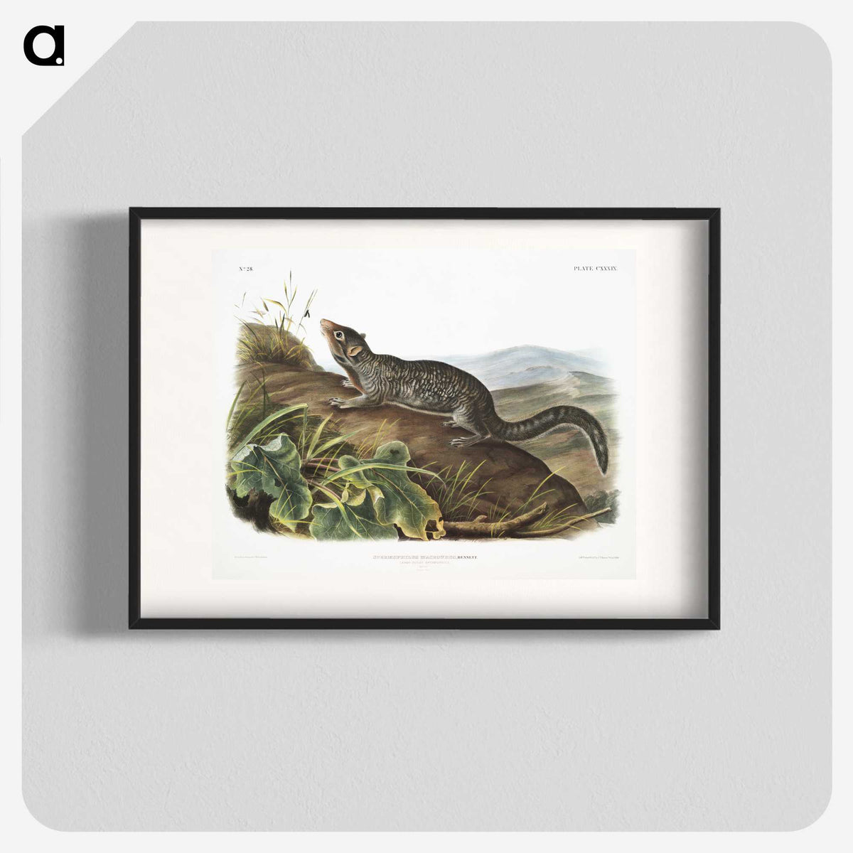 2-19_The-Viviparous-Quadrupeds_blk