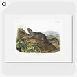 2-19_The-Viviparous-Quadrupeds_picture