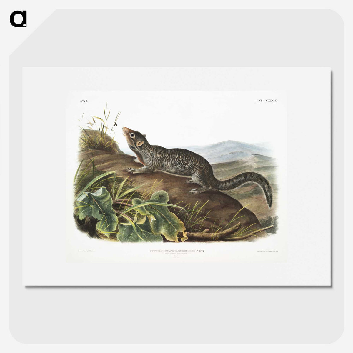 2-19_The-Viviparous-Quadrupeds_picture