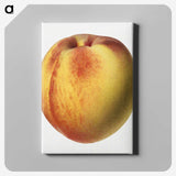 2-19_USDA-Watercolor-Fruit-Painting-Collection_canvas