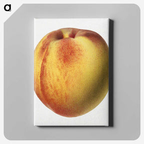 2-19_USDA-Watercolor-Fruit-Painting-Collection_canvas