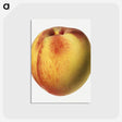 2-19_USDA-Watercolor-Fruit-Painting-Collection_postcard