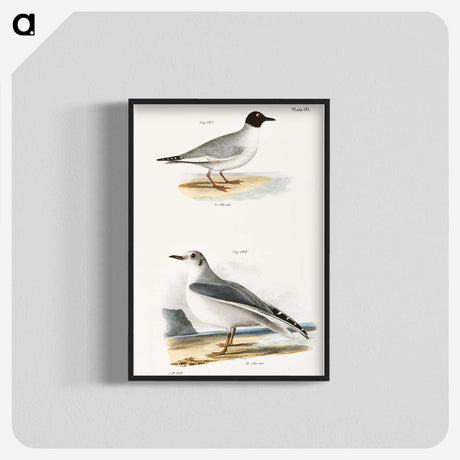 2-19_Zoology-of-New-York_blk-crop
