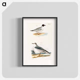 Bonaparte's Gull - ニューヨークの動物学 Poster.